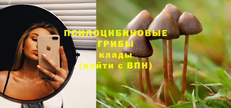 mega tor  Кировск  Галлюциногенные грибы Psilocybine cubensis 